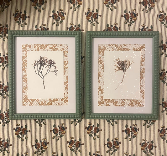 Pair of Irish Pressed Seaweeds