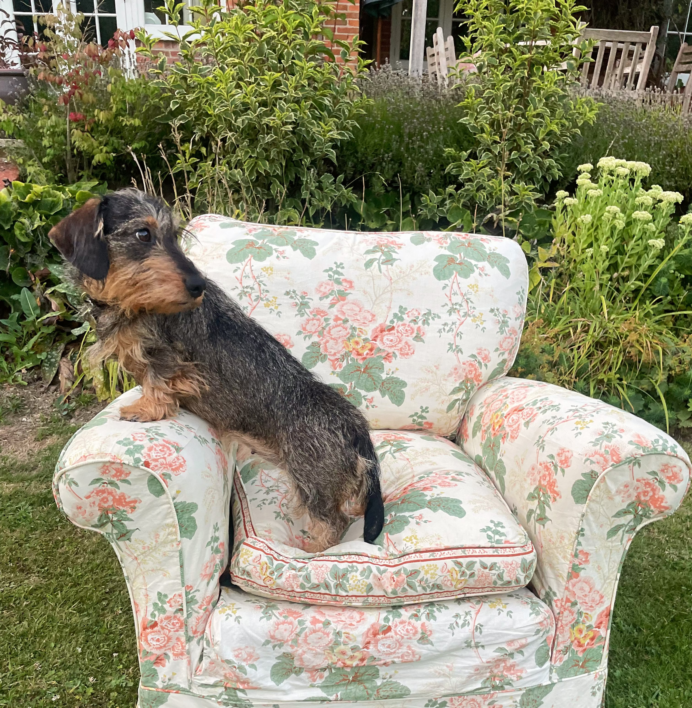 Dog sitting on a floral armchair outdoors with greenery in the background